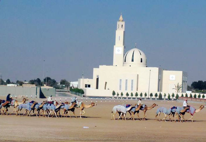 Camels in Dubai