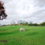 Mudchute Farm