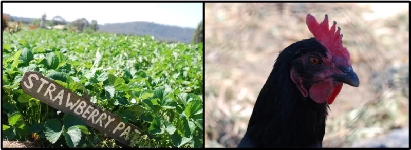 Strawberry patch and rooster