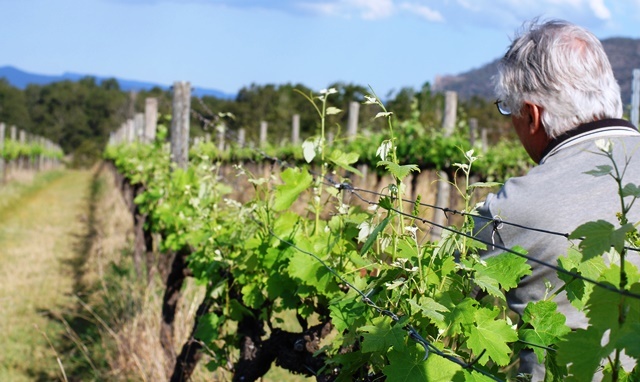 Organic vineyard
