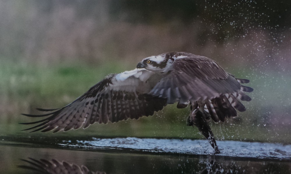 Osprey by Chris Gomersall 