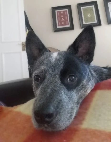 Blue cattle dog sitting on a couch