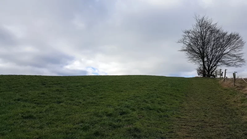 A serene view of a field countered during a walk in Hurtgenwald, Hurtgen Forest, Germany