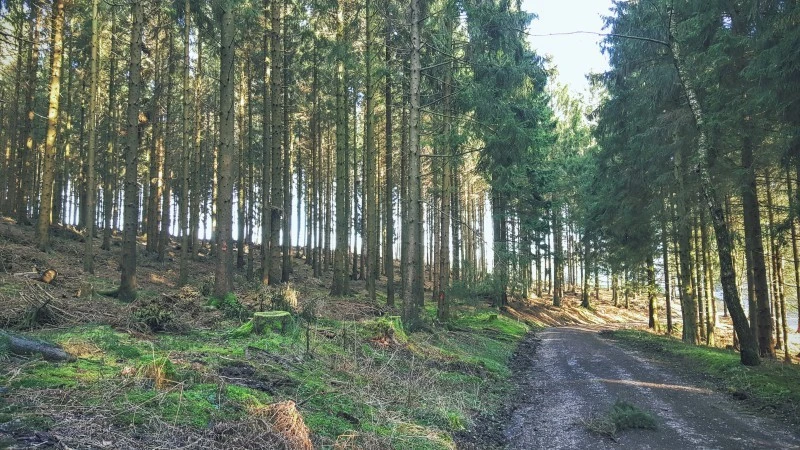 Hurtgen Forest today