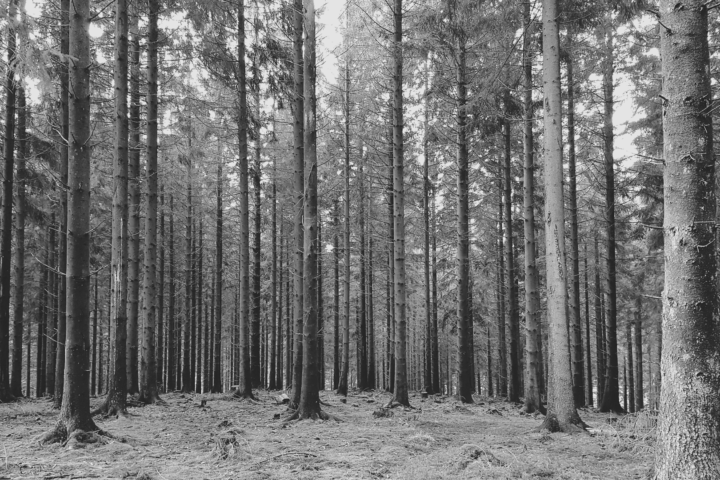 Hurtgen Forest, Germany