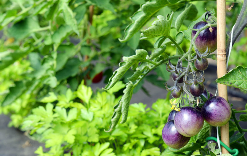 Farm produce at Angavallen 