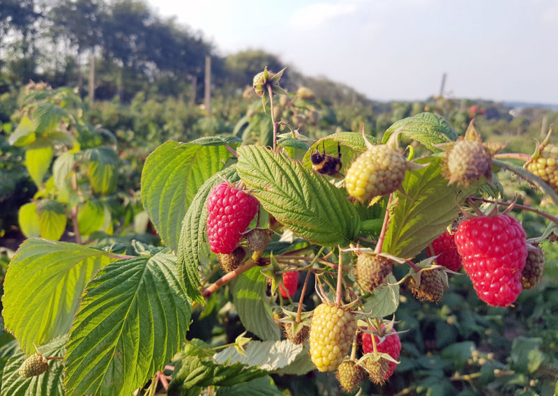 Fruit picking at Maynards