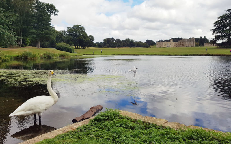 Leeds Castle with swan in foreground