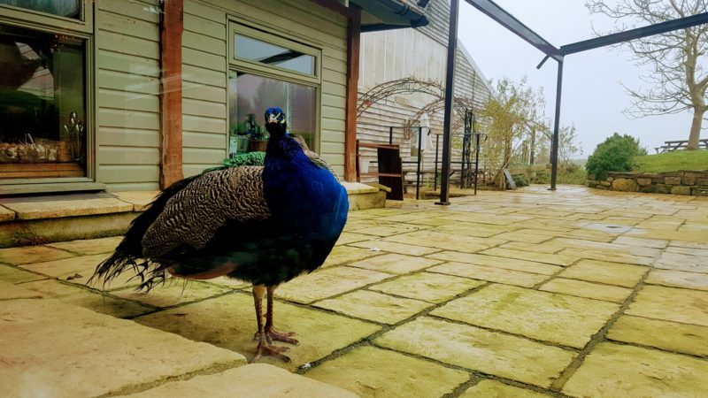 The peacocks walking outside the kitchen at The Garlic Farm