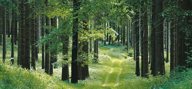 Rennsteig Trail, Germany