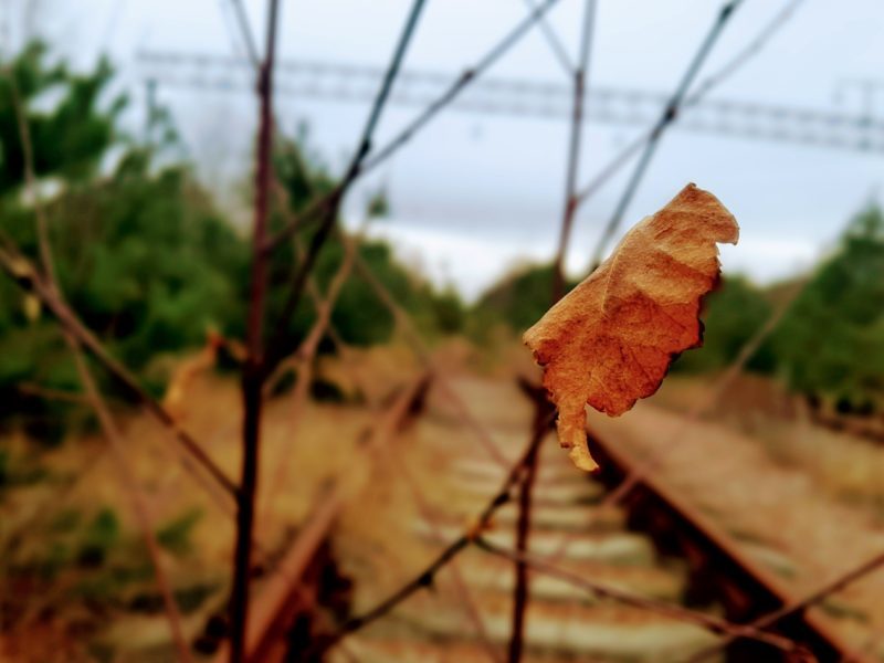 leaf on railway tracks