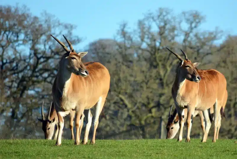 Just some of the animals you will see when visiting the Longleat Safari Park, just like we did in the month that was February 2017