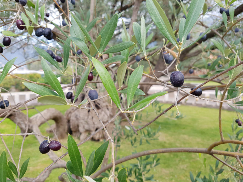 2000 year old olive tree 