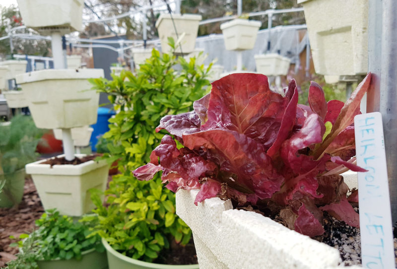 On site herb and vegetable garden at the Greenhouse Bistro & Market, Homosassa