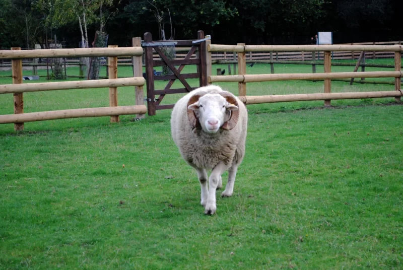 A ram at Mudchute City Farm