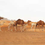 Camels in the Sharjah desert