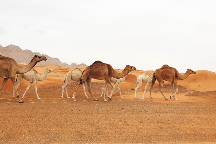 Camels in the Sharjah desert