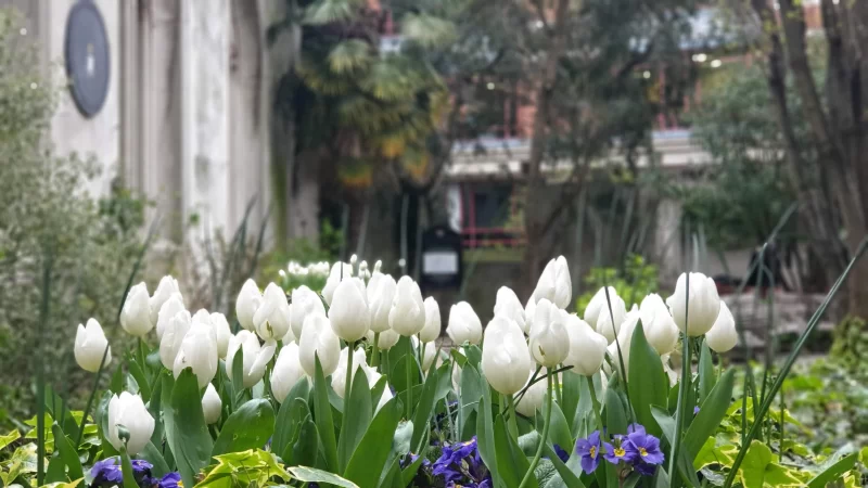 St Dunstan in the East church garden flowers