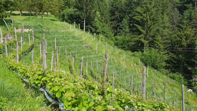 Vineyard on a sloping mound in Trentino