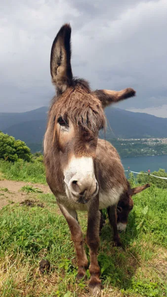 Donkey at Leprotto Bisestile