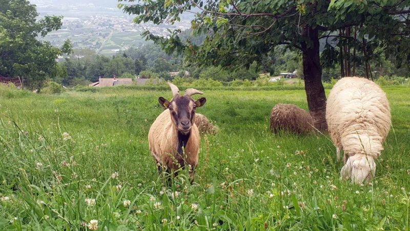 Goats graze in green pastures near Leprotto Bisestile
