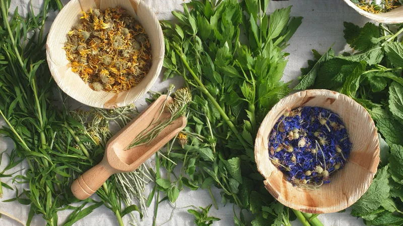 Flat lay of freshly picked herbs at an Agriturismo in Italy