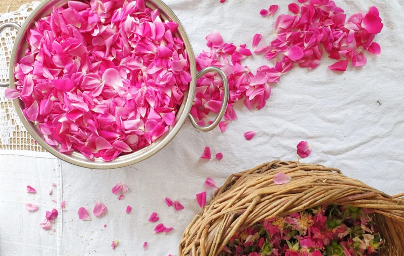 Flat lay of pink rose petals