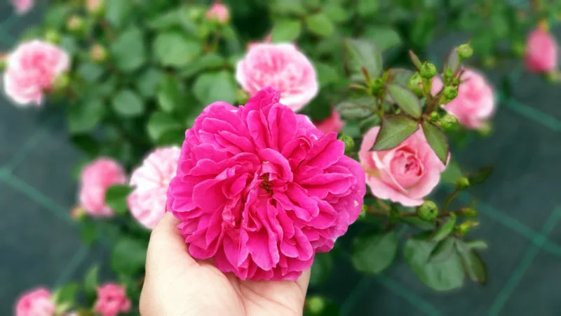 Roma holding a rose at Maso Flonkeri with a rosebush in background