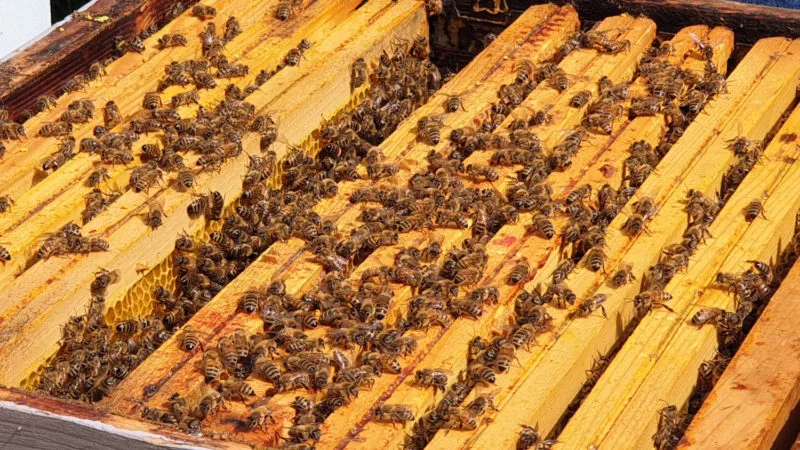 Bees from the hives at Miele Thun