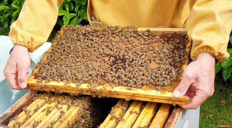 Bees from the hives at Miele Thun