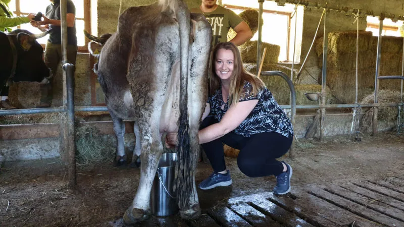 Milking cows at Solarium Predaia