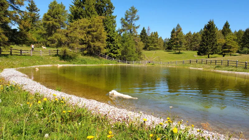 Dogs swimming in a lake at Solarium Predaia