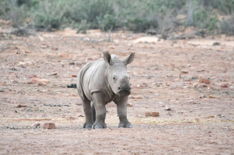 Baby rhino at Aquila Safari near Cape Town 