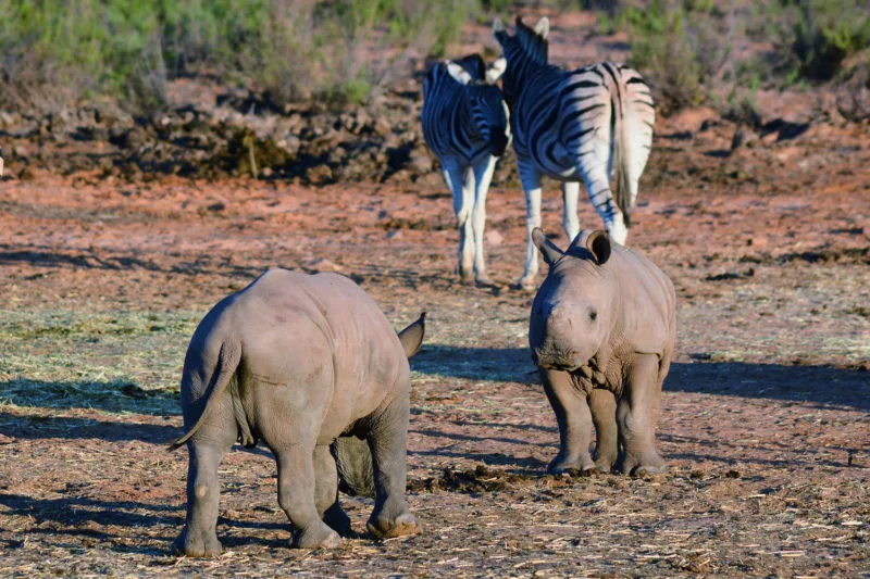 Baby rhinos at Aquila Safari near Cape Town 