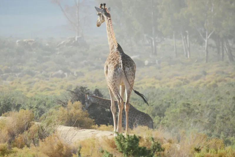 Giraffe on the plain at Aquila Safari near Cape Town 