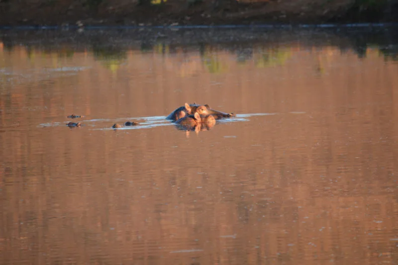 Hippos at Aquila Safari near Cape Town 