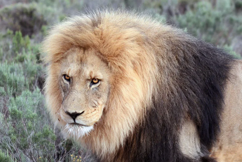 Male lion at Aquila Safari near Cape Town 