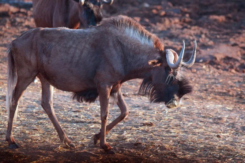 Wilderbeest on the plain at Aquila Safari near Cape Town 