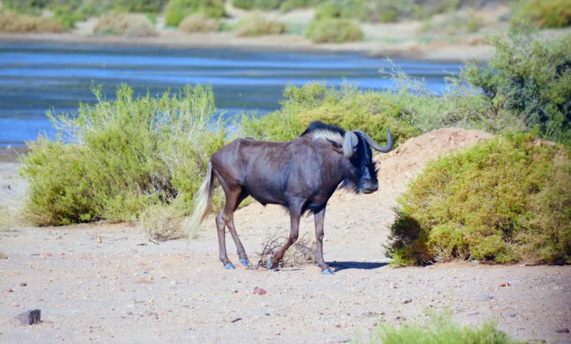 Wildebeest at Aquila Safari near Cape Town 