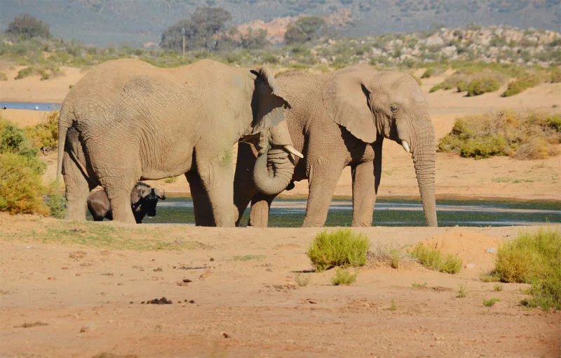 Elephants at Aquila Safari near Cape Town