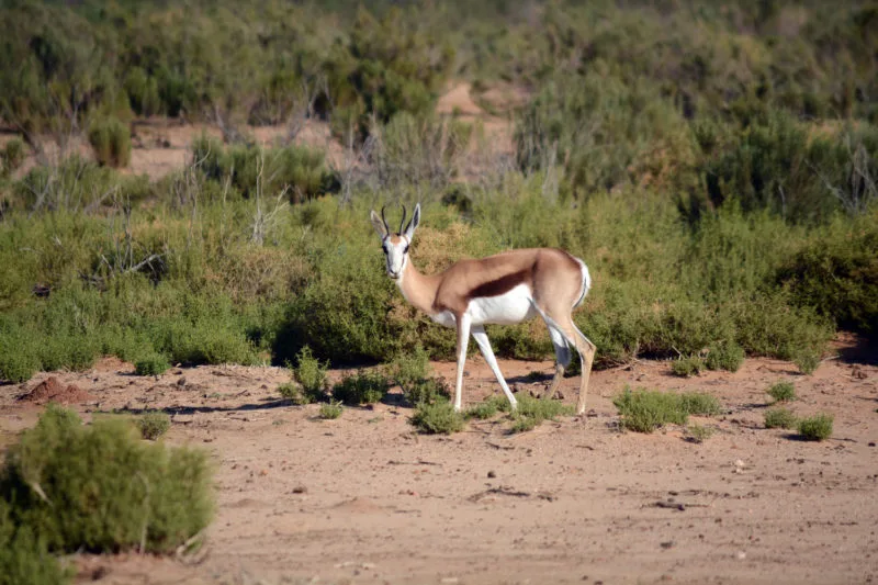 Springbok at Aquila Safari near Cape Town