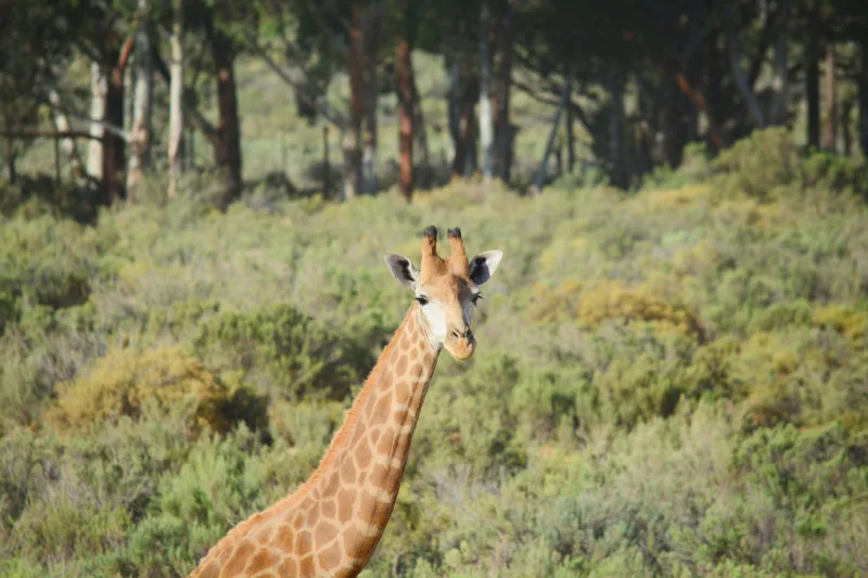 Giraffe at Aquila Safari near Cape Town 