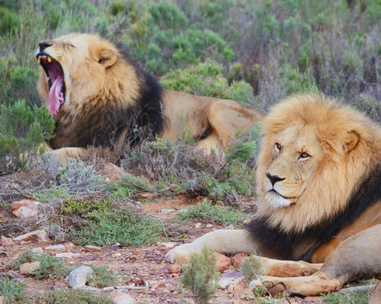 Lions yawning at Aquila Safari near Cape Town 
