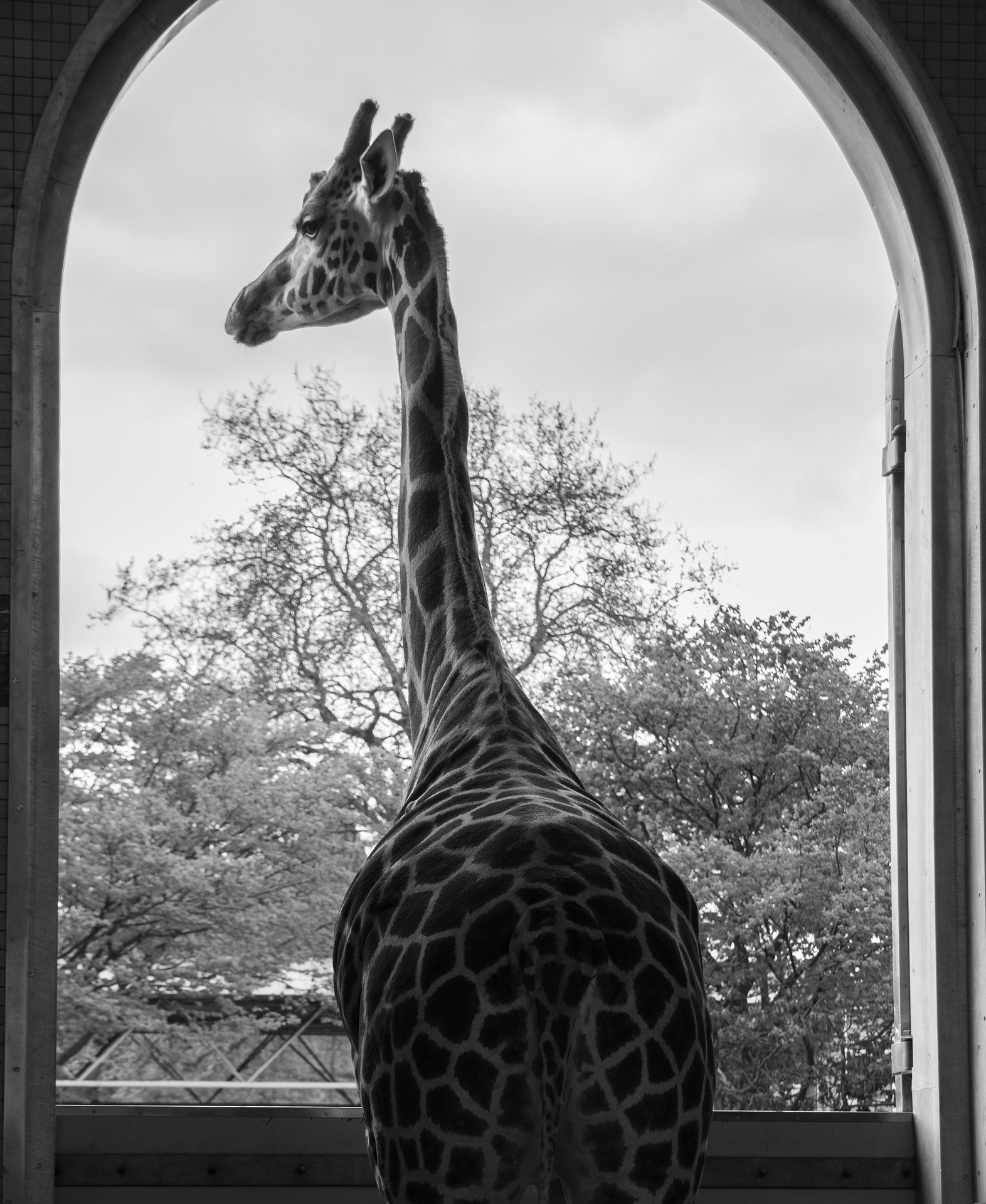 Black and white image of giraffe looking out of enclosure