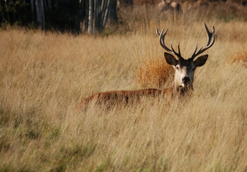 Deer in Richmond Park amongst long grass