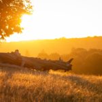 Richmond Park at sunset with a fallen tree across a sloping hill