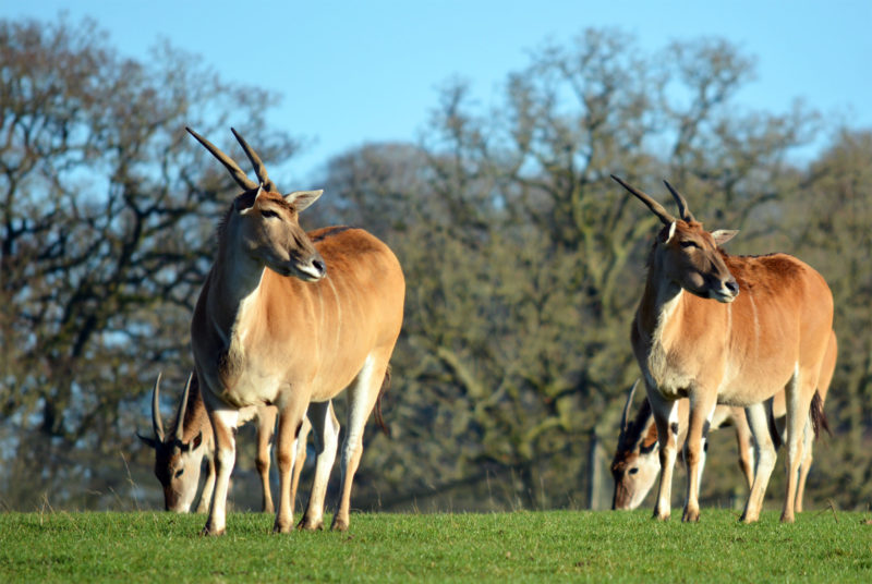 UK's first drive through safari park