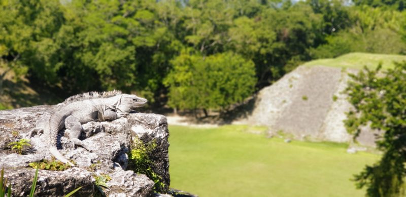 Iguana sitting on a rock overlooking the ruins at Xunantunich
