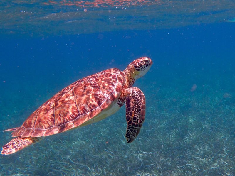 Turtle photographed underwater in Belize