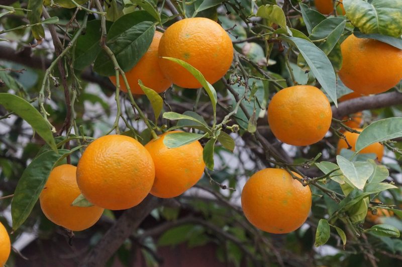 Orange trees in Soller Mallorca